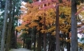2_杉の段裏杉と紅葉.jpg