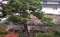 6_表の紅葉.jpg