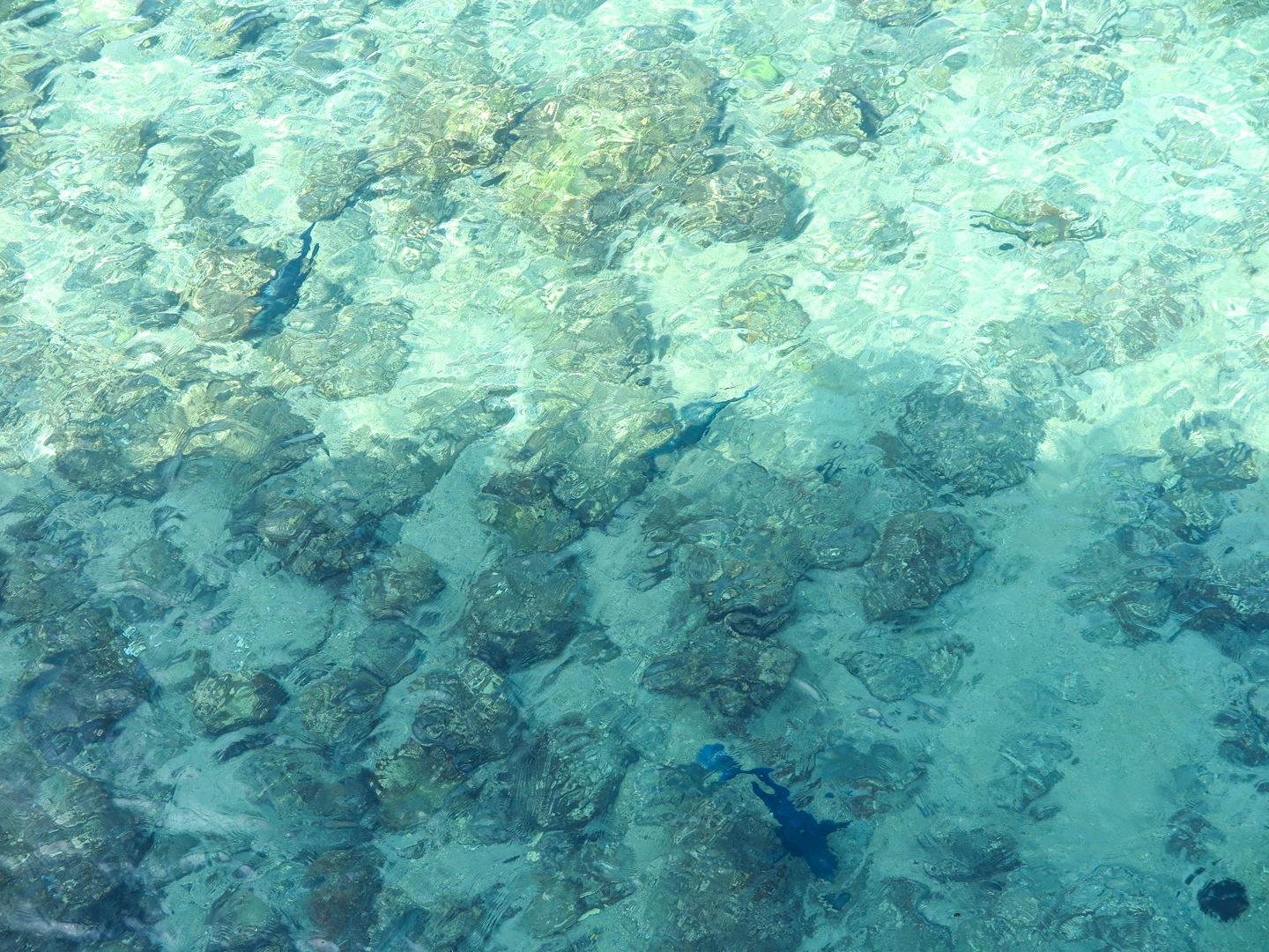 柏島橋からは魚の種類まで確認できます